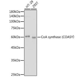 Western Blot - Anti-COASY Antibody [ARC2552] (A308578) - Antibodies.com