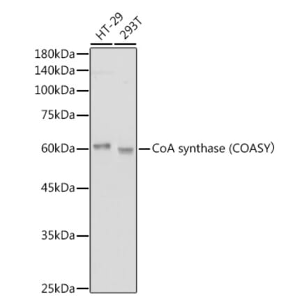 Western Blot - Anti-COASY Antibody [ARC2552] (A308578) - Antibodies.com