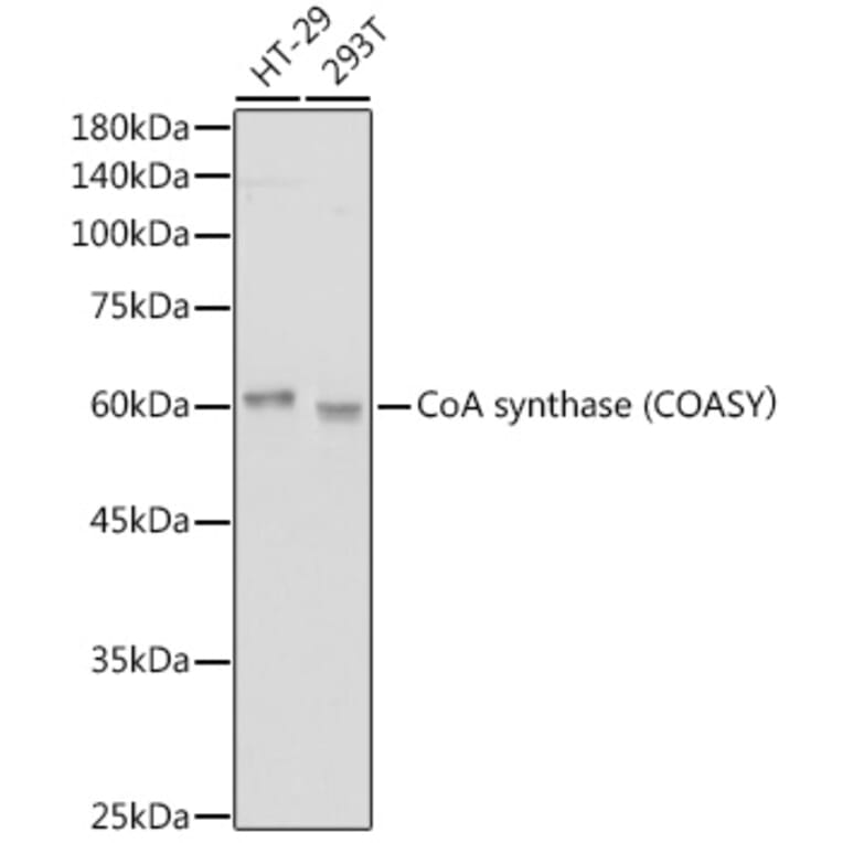 Western Blot - Anti-COASY Antibody [ARC2552] (A308578) - Antibodies.com