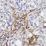 Immunohistochemistry - Anti-GBP1 Antibody [ARC2521] (A308580) - Antibodies.com