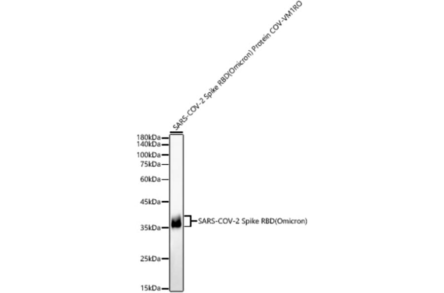 Western Blot - Anti-SARS-CoV-2 Spike Glycoprotein RBD (Omicron) Antibody (A308583) - Antibodies.com