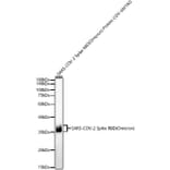 Western Blot - Anti-SARS-CoV-2 Spike Glycoprotein RBD (Omicron) Antibody (A308583) - Antibodies.com