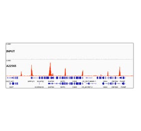 Chromatin Immunoprecipitation - Anti-Histone H3 (acetyl Lys56) Antibody [ARC55111] (A308587) - Antibodies.com