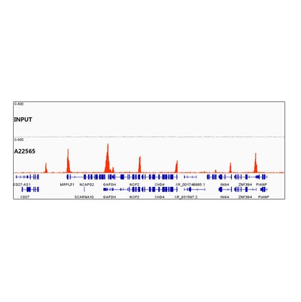 Chromatin Immunoprecipitation - Anti-Histone H3 (acetyl Lys56) Antibody [ARC55111] (A308587) - Antibodies.com