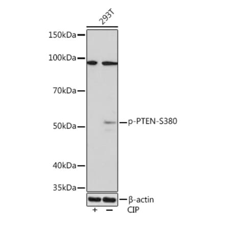 Western Blot - Anti-PTEN (phospho Ser380) Antibody [ARC1542] (A308588) - Antibodies.com