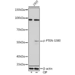 Western Blot - Anti-PTEN (phospho Ser380) Antibody [ARC1542] (A308588) - Antibodies.com