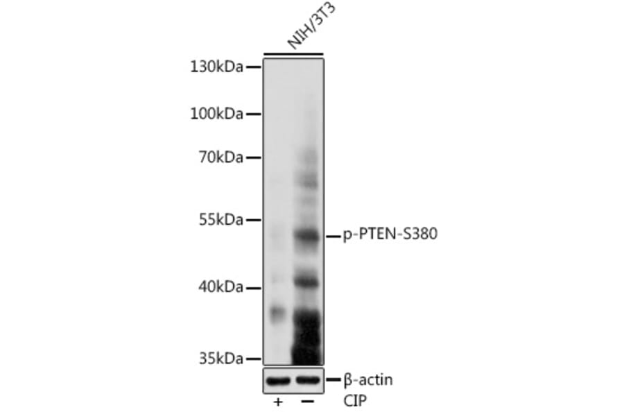 Western Blot - Anti-PTEN (phospho Ser380) Antibody (A308589) - Antibodies.com