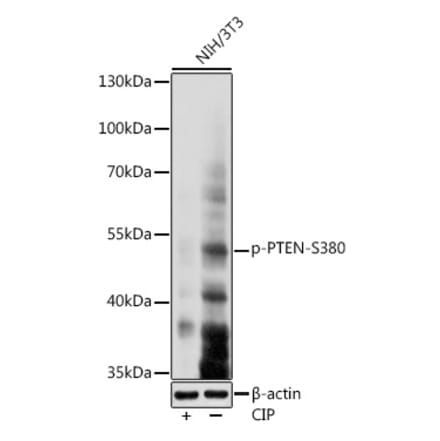 Western Blot - Anti-PTEN (phospho Ser380) Antibody (A308589) - Antibodies.com