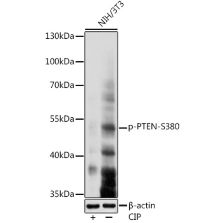Western Blot - Anti-PTEN (phospho Ser380) Antibody (A308589) - Antibodies.com