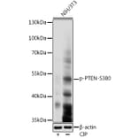Western Blot - Anti-PTEN (phospho Ser380) Antibody (A308589) - Antibodies.com