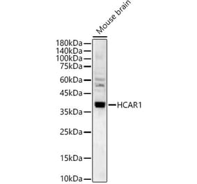 Western Blot - Anti-GPCR GPR81 Antibody (A308591) - Antibodies.com