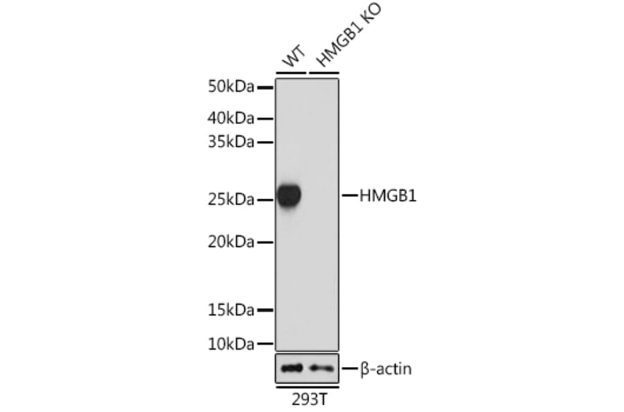 Western Blot - Anti-HMGB1 Antibody [ARC0001] (A308594) - Antibodies.com