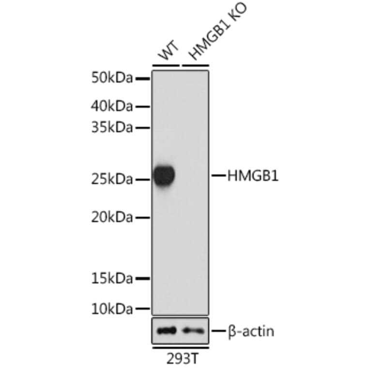Western Blot - Anti-HMGB1 Antibody [ARC0001] (A308594) - Antibodies.com