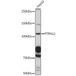 Western Blot - Anti-PTPN12 Antibody (A308595) - Antibodies.com