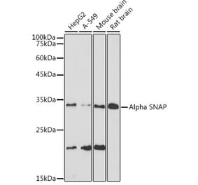 Western Blot - Anti-alpha SNAP Antibody [ARC2382] (A308596) - Antibodies.com
