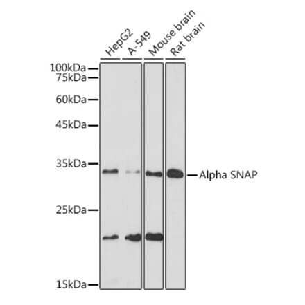 Western Blot - Anti-alpha SNAP Antibody [ARC2382] (A308596) - Antibodies.com