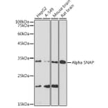Western Blot - Anti-alpha SNAP Antibody [ARC2382] (A308596) - Antibodies.com