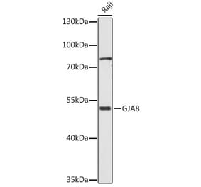Western Blot - Anti-Cx50 Antibody (A308599) - Antibodies.com