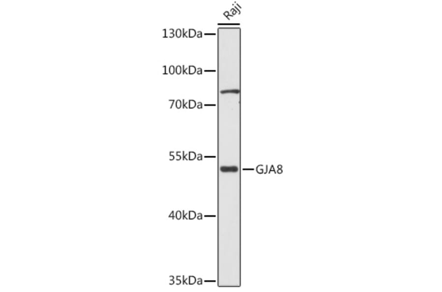 Western Blot - Anti-Cx50 Antibody (A308599) - Antibodies.com
