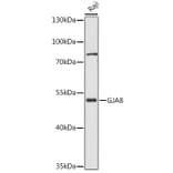 Western Blot - Anti-Cx50 Antibody (A308599) - Antibodies.com