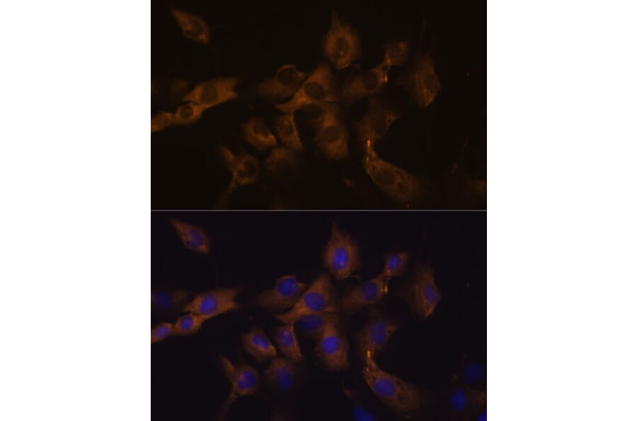 Immunofluorescence - Anti-Cx50 Antibody (A308599) - Antibodies.com