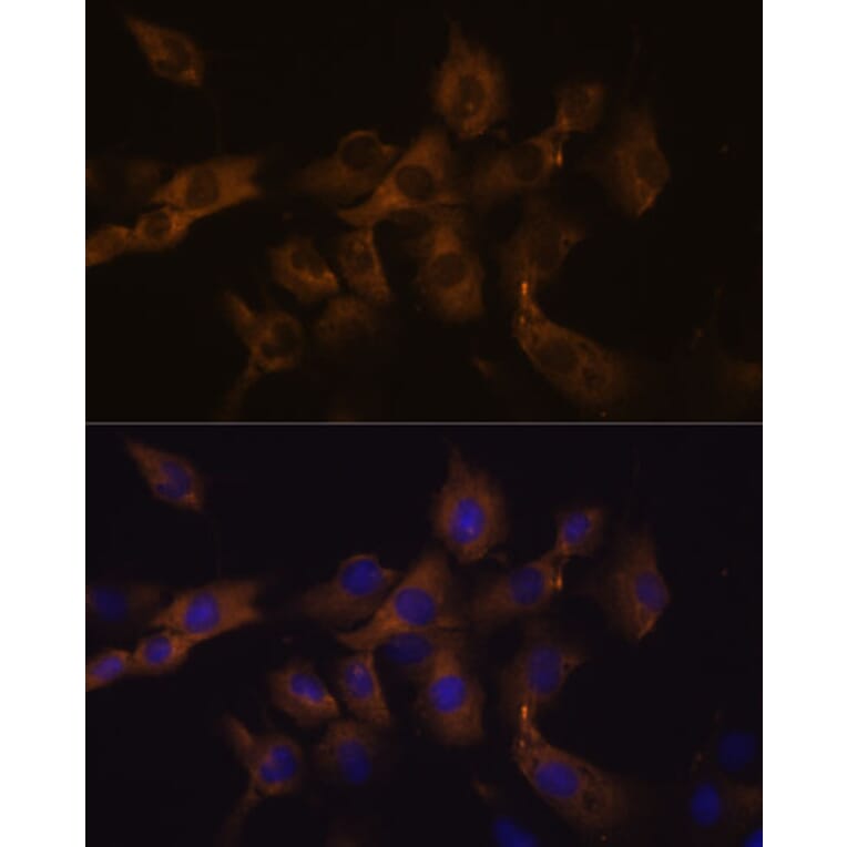 Immunofluorescence - Anti-Cx50 Antibody (A308599) - Antibodies.com