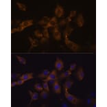 Immunofluorescence - Anti-Cx50 Antibody (A308599) - Antibodies.com