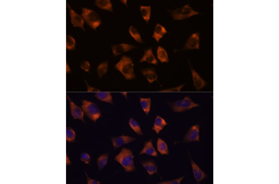Immunofluorescence - Anti-Cx50 Antibody (A308599) - Antibodies.com