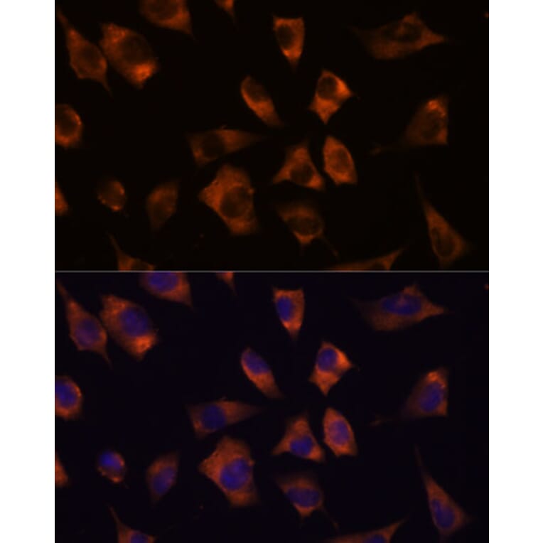 Immunofluorescence - Anti-Cx50 Antibody (A308599) - Antibodies.com