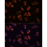 Immunofluorescence - Anti-Cx50 Antibody (A308599) - Antibodies.com