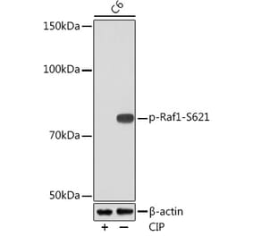 Western Blot - Anti-Raf1 (phospho Ser621) Antibody (A308602) - Antibodies.com