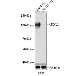 Western Blot - Anti-SCYL1 Antibody (A308603) - Antibodies.com