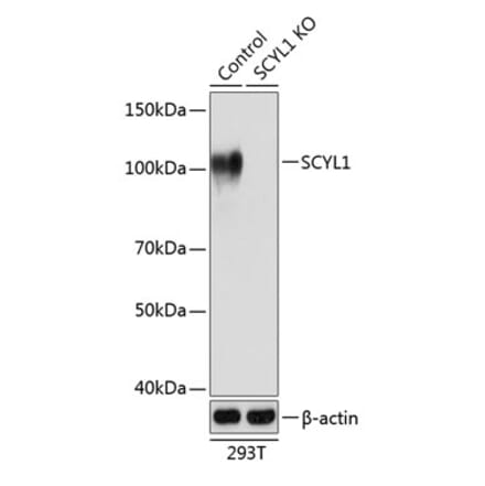 Western Blot - Anti-SCYL1 Antibody (A308603) - Antibodies.com