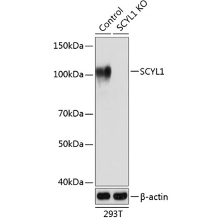 Western Blot - Anti-SCYL1 Antibody (A308603) - Antibodies.com