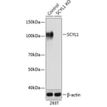 Western Blot - Anti-SCYL1 Antibody (A308603) - Antibodies.com