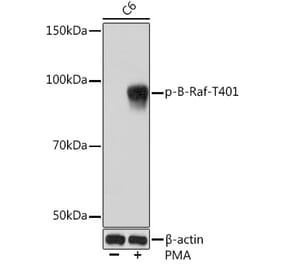 Western Blot - Anti-BRAF (phospho Thr401) Antibody [ARC1587] (A308604) - Antibodies.com