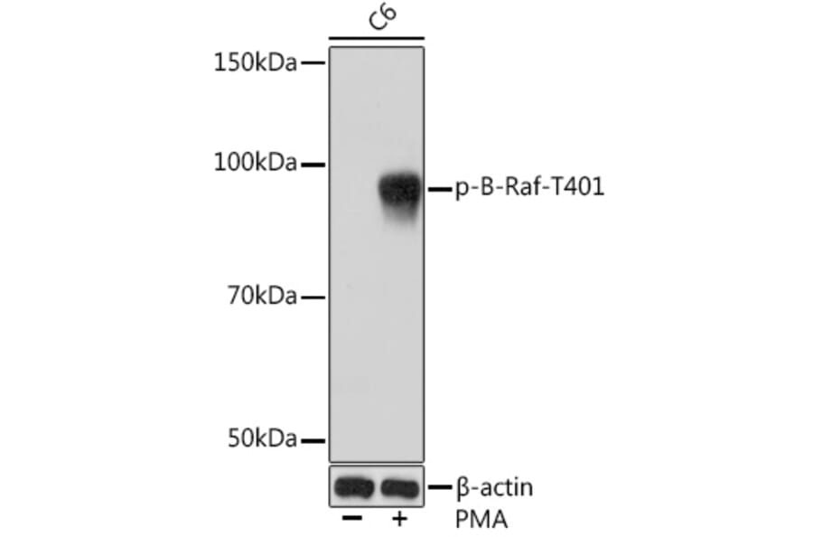 Western Blot - Anti-BRAF (phospho Thr401) Antibody [ARC1587] (A308604) - Antibodies.com