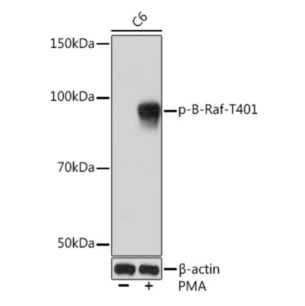 Western Blot - Anti-BRAF (phospho Thr401) Antibody [ARC1587] (A308604) - Antibodies.com