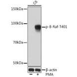 Western Blot - Anti-BRAF (phospho Thr401) Antibody [ARC1587] (A308604) - Antibodies.com