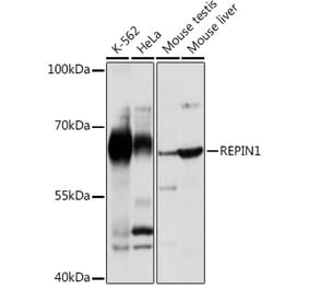 Western Blot - Anti-REPIN1 Antibody (A308606) - Antibodies.com