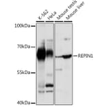 Western Blot - Anti-REPIN1 Antibody (A308606) - Antibodies.com