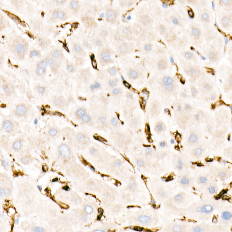 Immunohistochemistry - Anti-CD45 Antibody [ARC0459] (A308608) - Antibodies.com