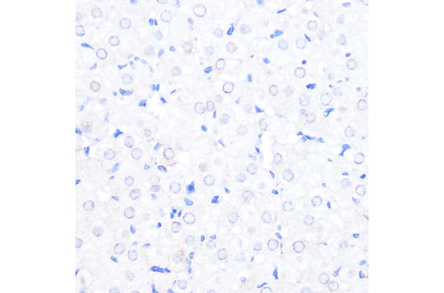 Immunohistochemistry - Anti-RanBP2 Antibody (A308609) - Antibodies.com