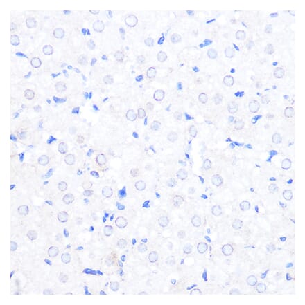 Immunohistochemistry - Anti-RanBP2 Antibody (A308609) - Antibodies.com