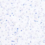 Immunohistochemistry - Anti-RanBP2 Antibody (A308609) - Antibodies.com