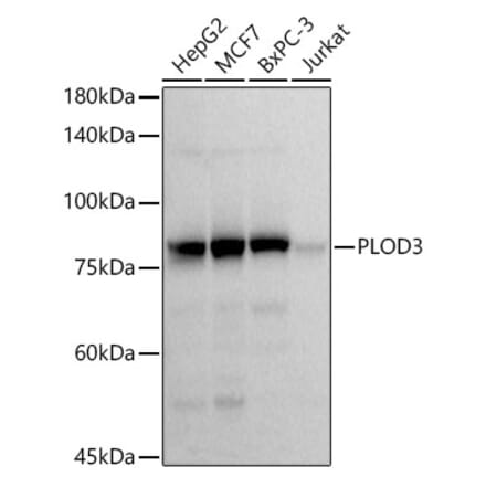 Western Blot - Anti-PLOD3 Antibody [ARC52014] (A308617) - Antibodies.com