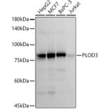 Western Blot - Anti-PLOD3 Antibody [ARC52014] (A308617) - Antibodies.com