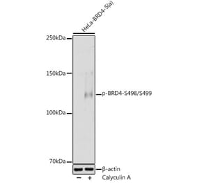 Western Blot - Anti-Brd4 (phospho Ser498 + Ser499) Antibody (A308618) - Antibodies.com