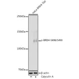 Western Blot - Anti-Brd4 (phospho Ser498 + Ser499) Antibody (A308618) - Antibodies.com