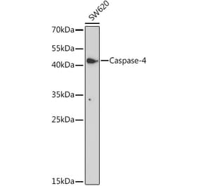 Western Blot - Anti-Caspase-4 Antibody (A308619) - Antibodies.com